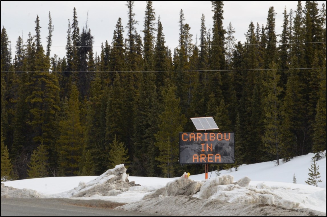 A portable digital message sign advising motorists that there are caribou in the area.