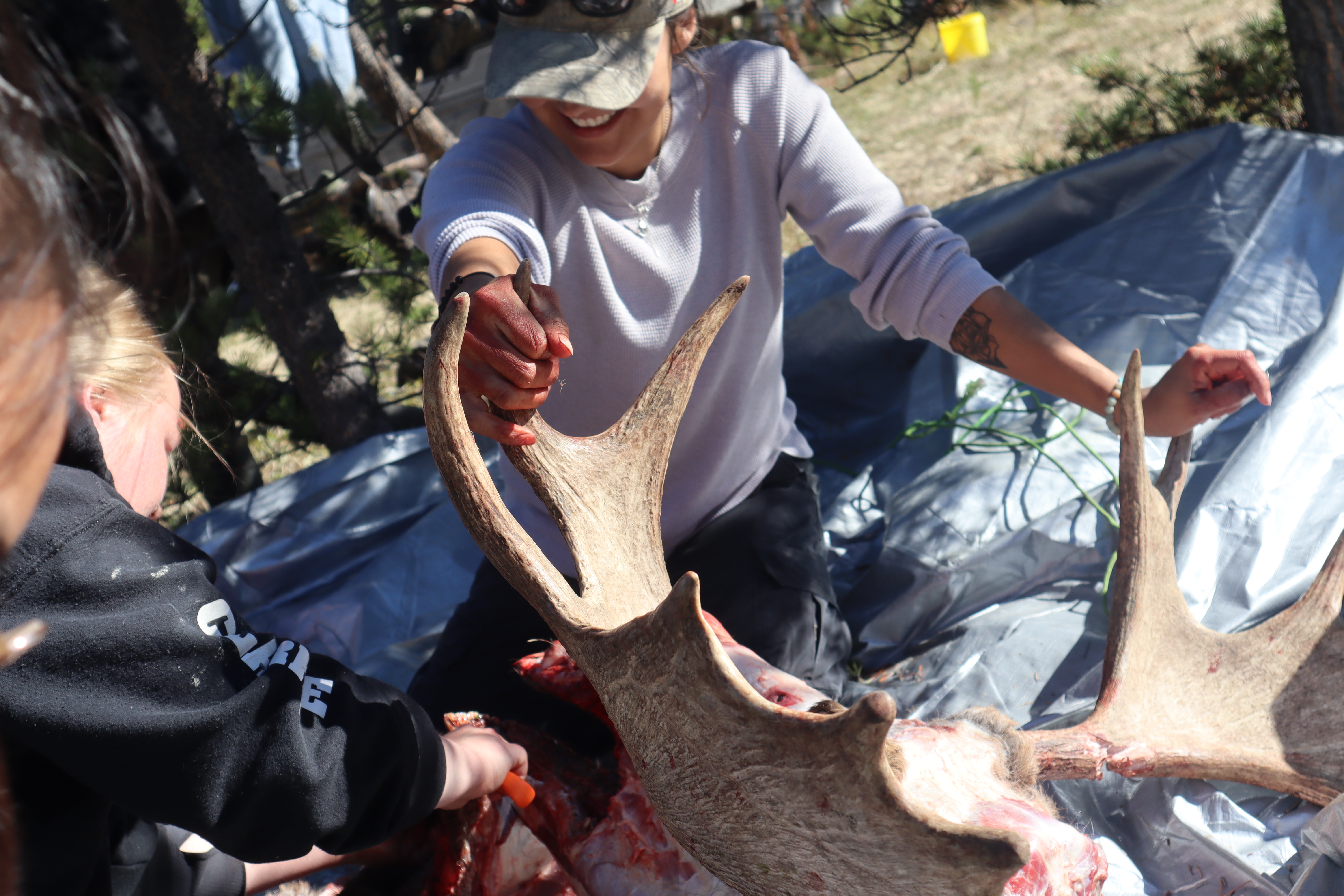 Two people fleshing a moose antler at a Kwanlin Dün First Nation organized youth moose hunt. 