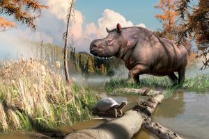 Des fossiles découverts dans les années 1970 indiquent que des rhinocéros et des tortues peuplaient le Yukon par le passé.