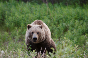 Grizzly bear in green space